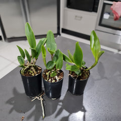 Spotted Cattleya (Chocolate Chip x Jungle Queen) NEW!!!