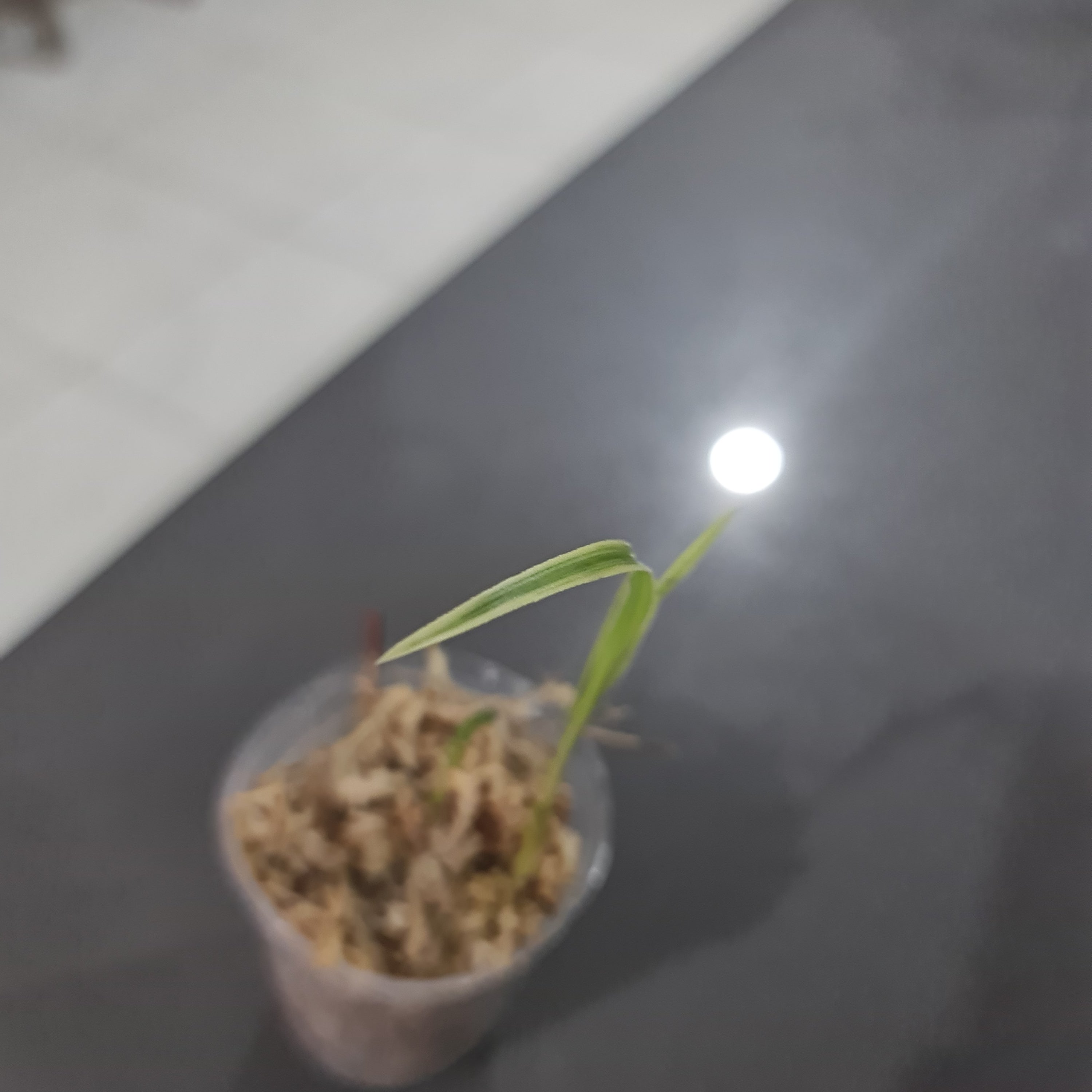 RARE Cymbidium Goeringii 'di-guan' (Variegated Miniature) Secondary image