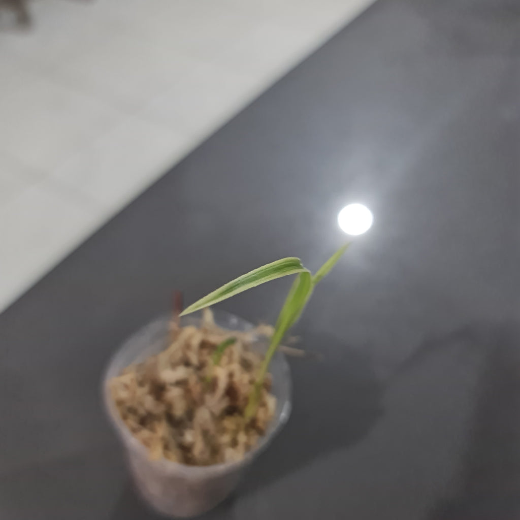 RARE Cymbidium Goeringii 'di-guan' (Variegated Miniature)