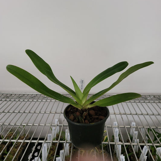 Paphiopedilum Angel Hair (P. St. Swithin x P. Sanderianum)