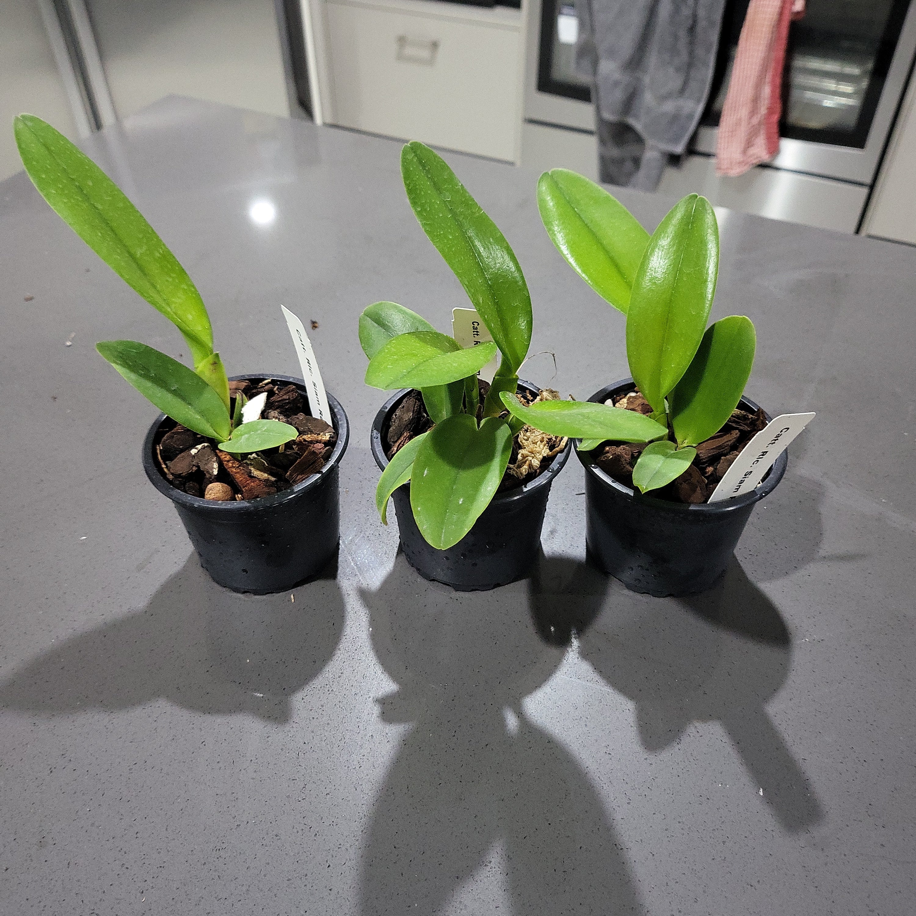 Rhyncholaeliocattleya Siam Red (Fragrant) Secondary image