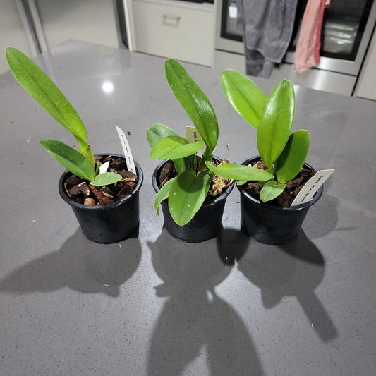 Rhyncholaeliocattleya Siam Red (Fragrant)