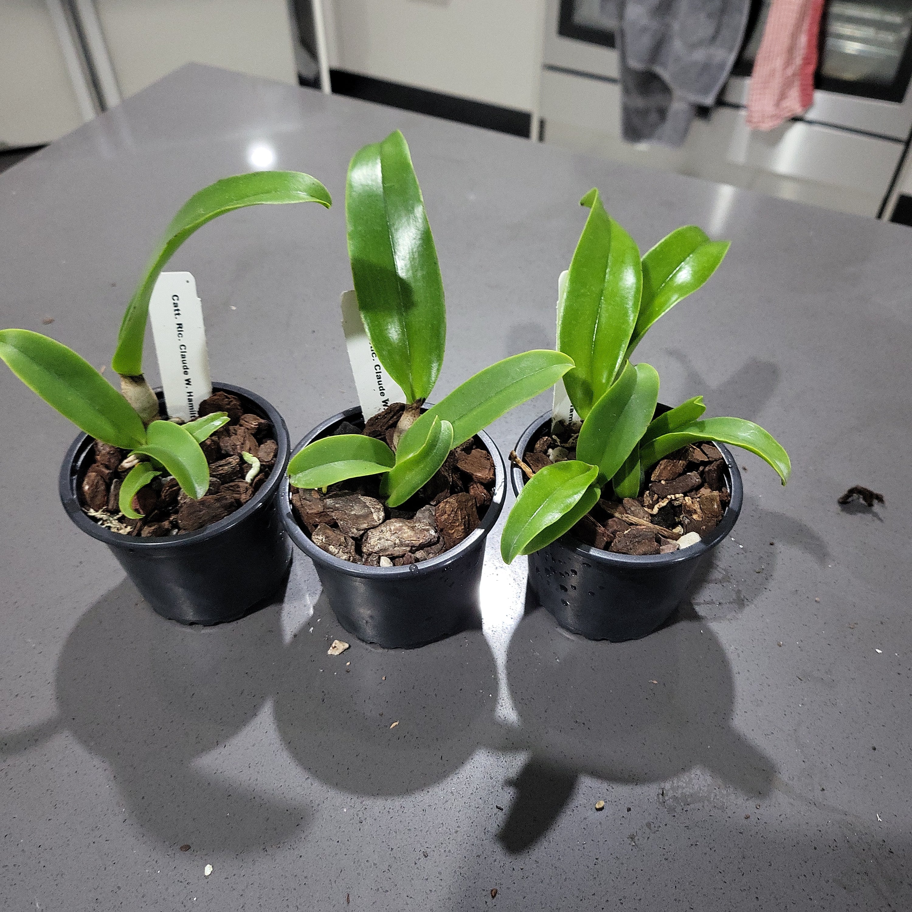 Rhyncholaeliocattleya Claude W. Hamilton Secondary image