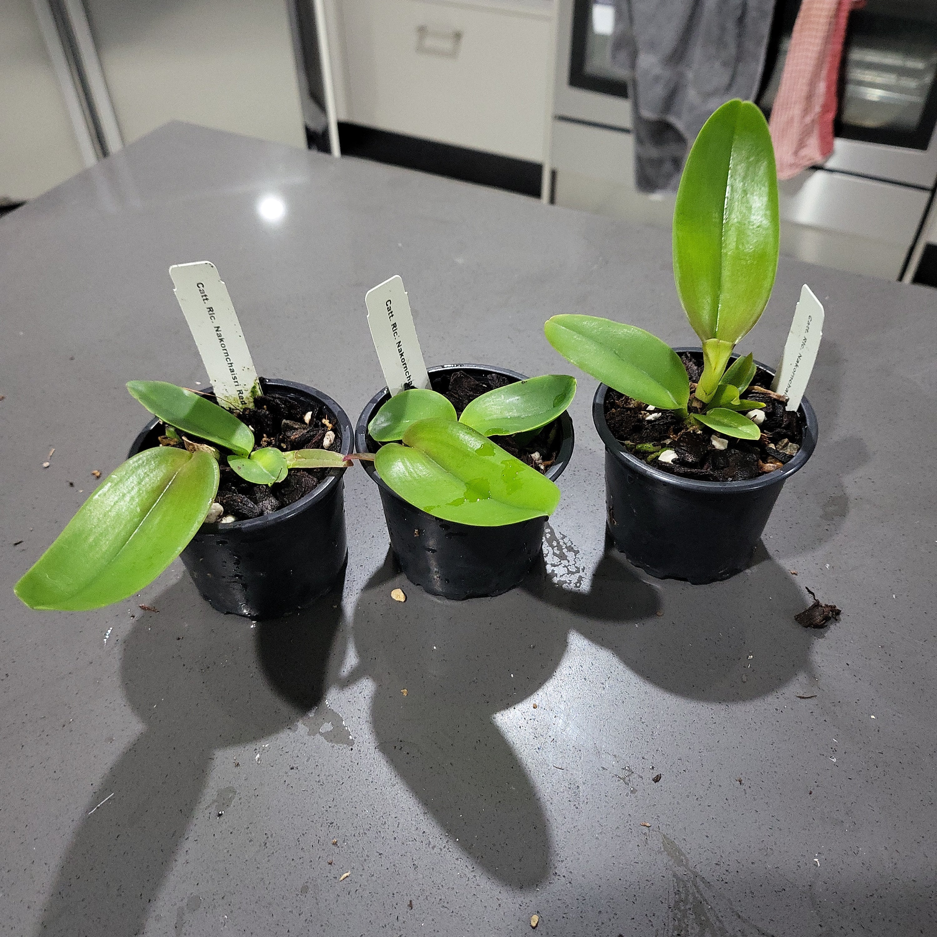 Rlc Nakornchaisri Red (fragrant) Secondary image