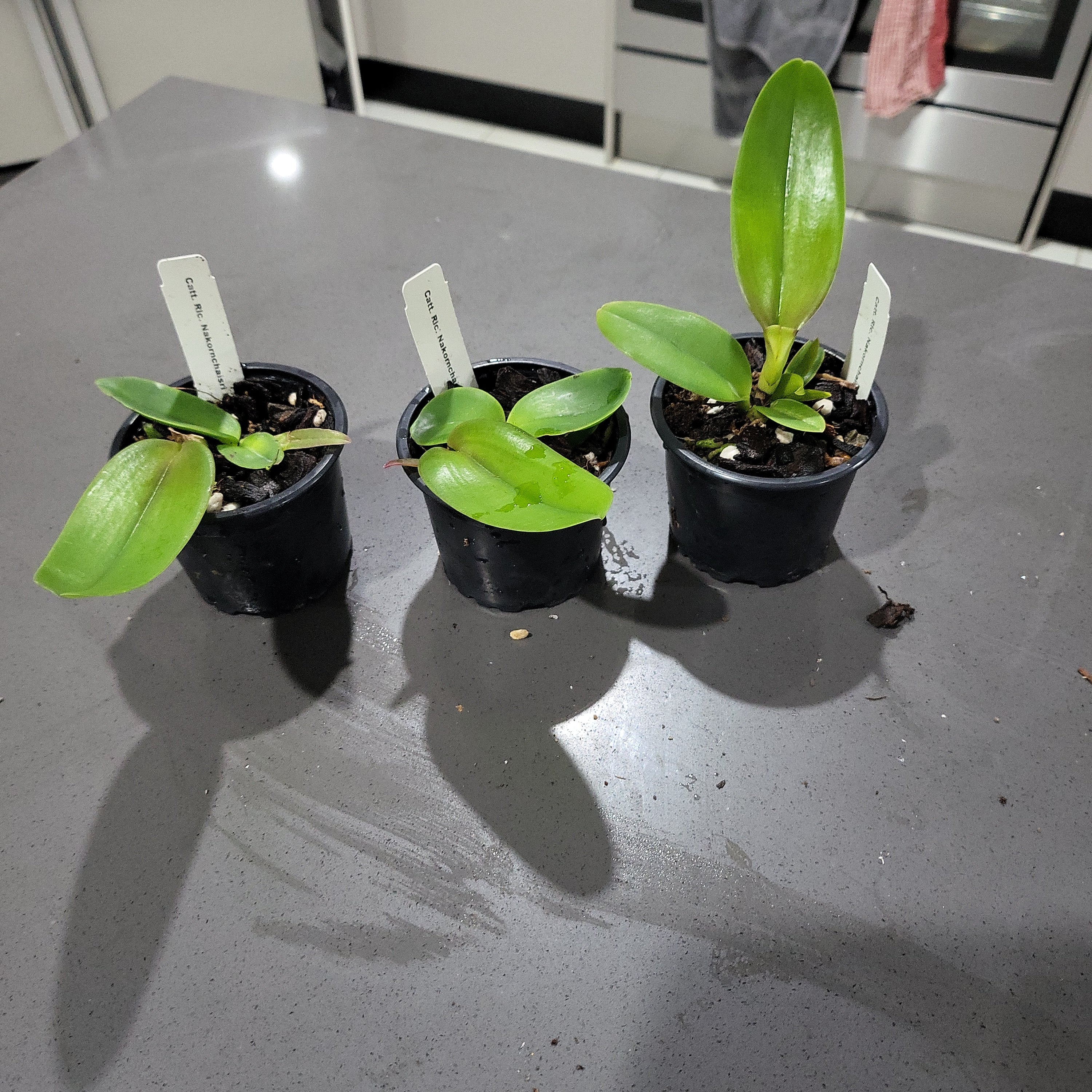 Rlc. Nakornchaisri Delight Secondary image