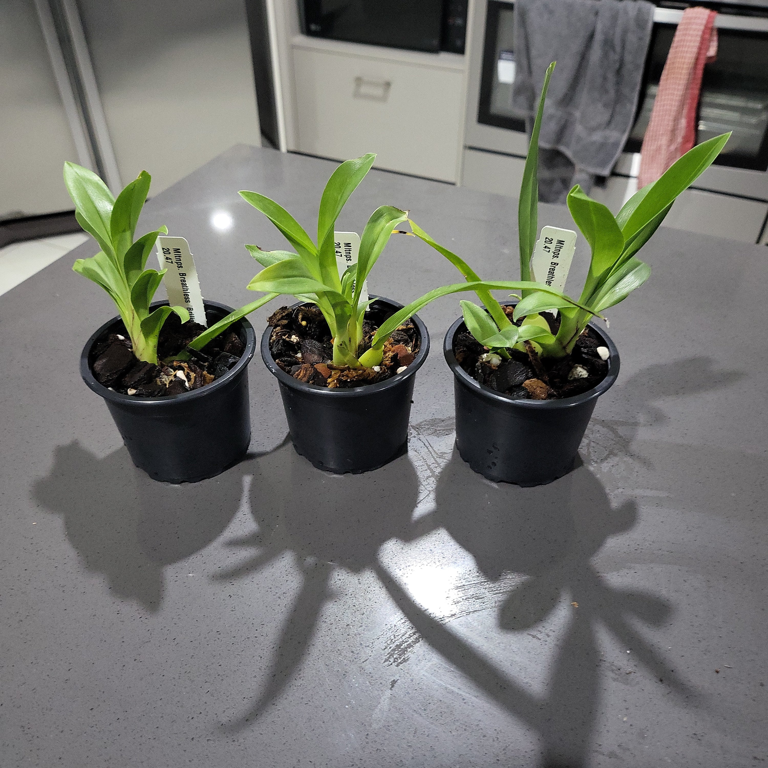 Miltoniopsis Breathless Brilliant Secondary image