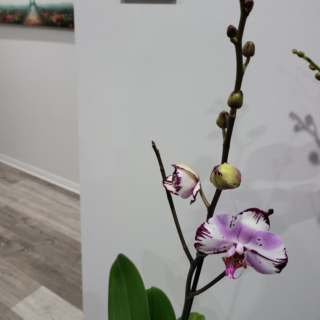 Phalaenopsis 'Magic Art' - FLOWERING NOW! SPECIAL