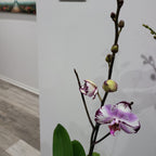 Phalaenopsis 'Magic Art' - FLOWERING NOW! SPECIAL