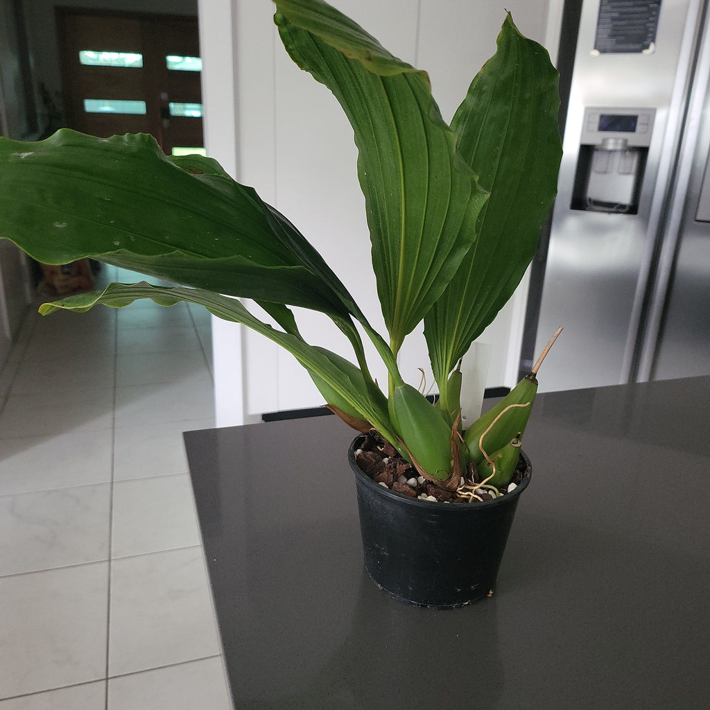 Coelogyne  Celebensis (Fragrant Species)