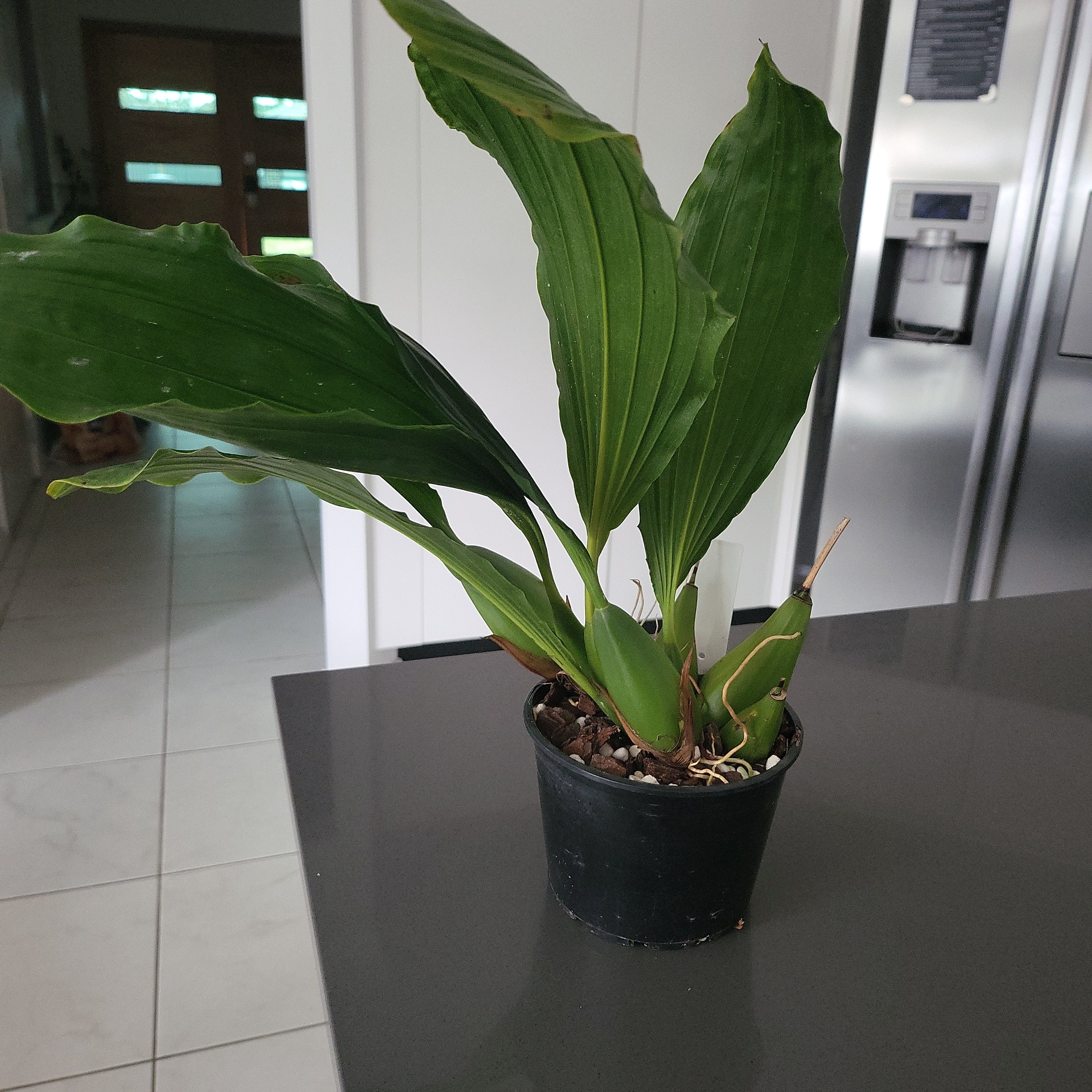 Coelogyne  Celebensis (Fragrant Species)