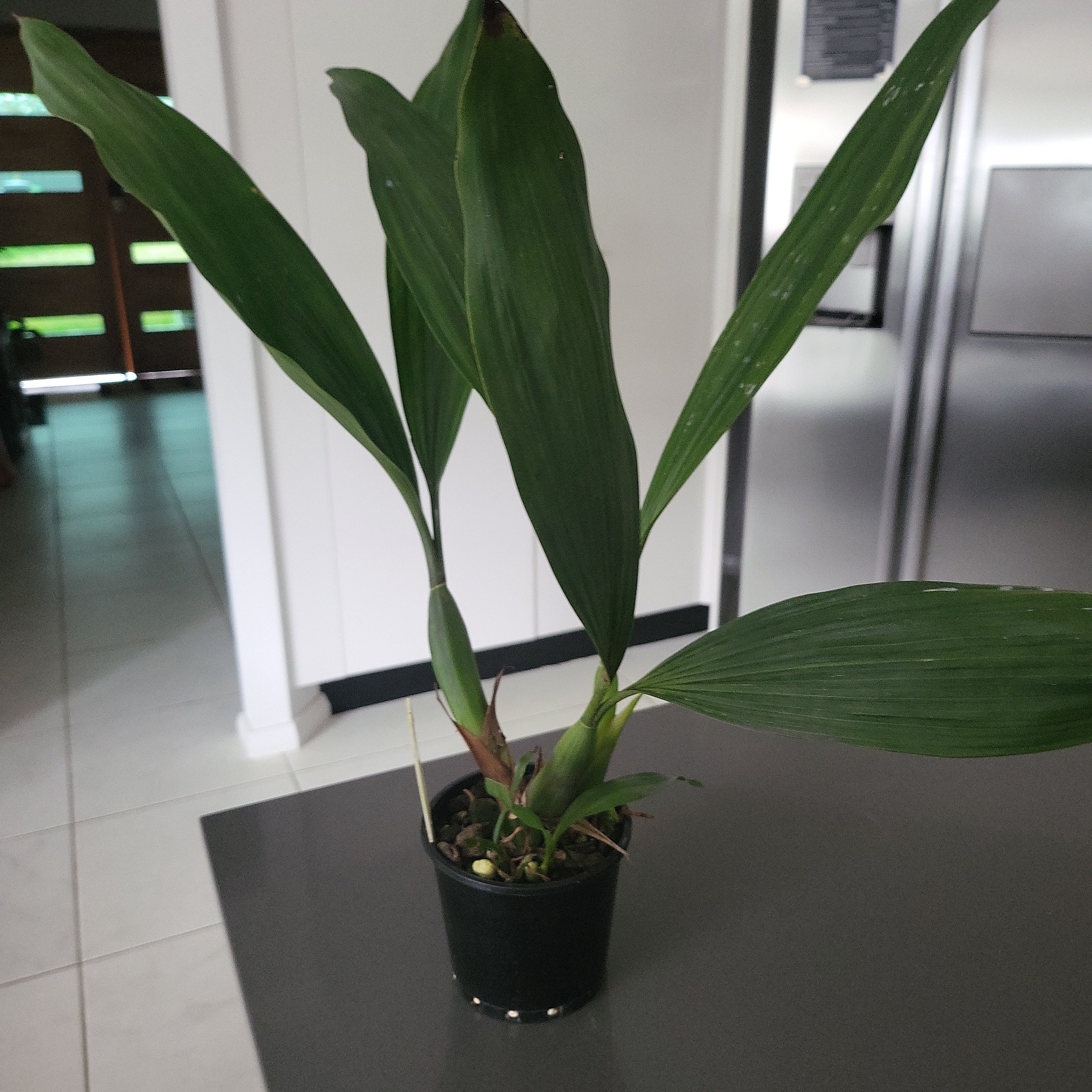 Coelogyne dayana (syn. pulverula) Fragrant Species Secondary image