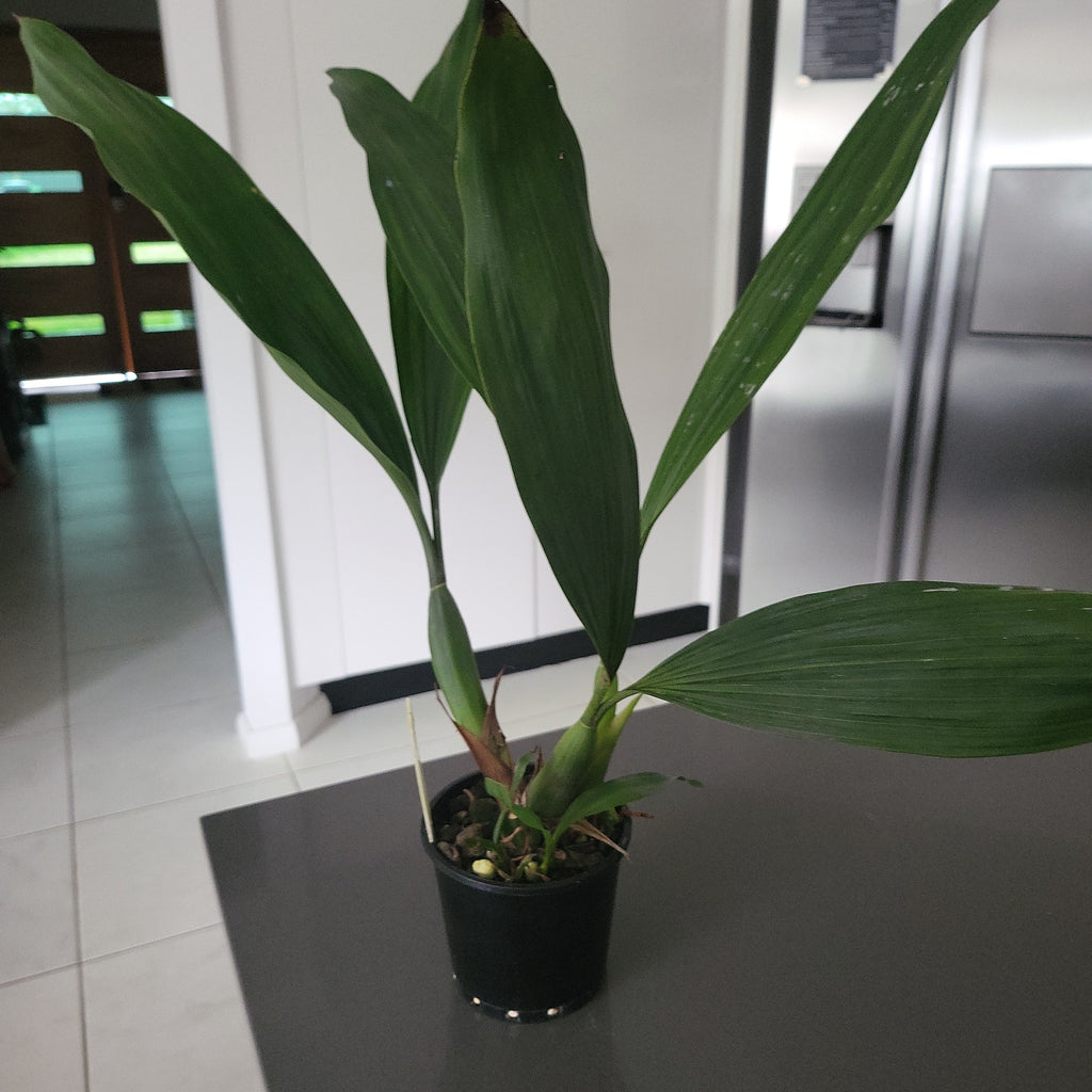 Coelogyne dayana (syn. pulverula) Fragrant Species