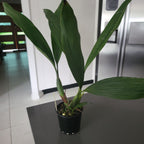 Coelogyne dayana (syn. pulverula) Fragrant Species