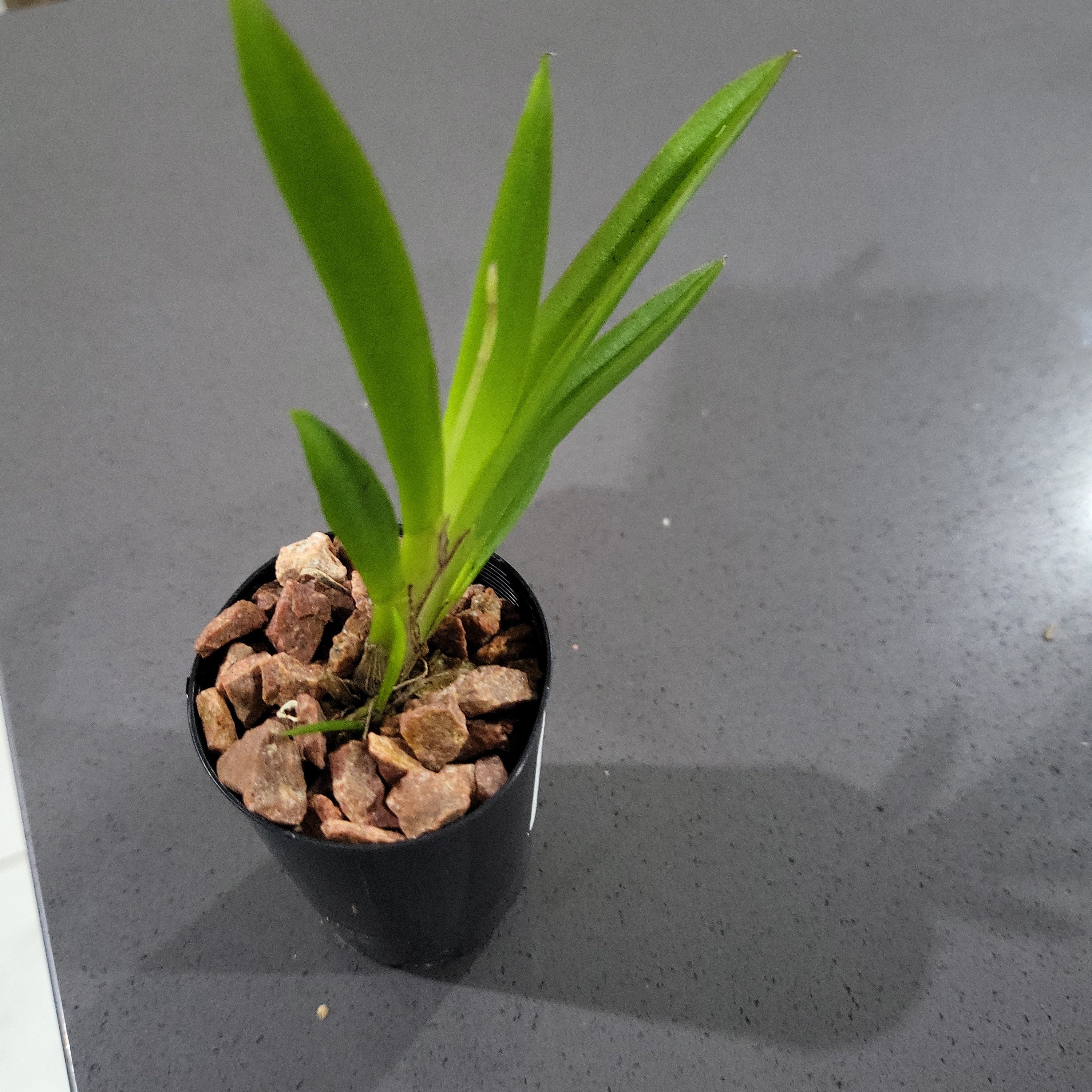 IN SPIKE! Tolumnia Golden Sunset 'Brownie' (Miniature) Secondary image