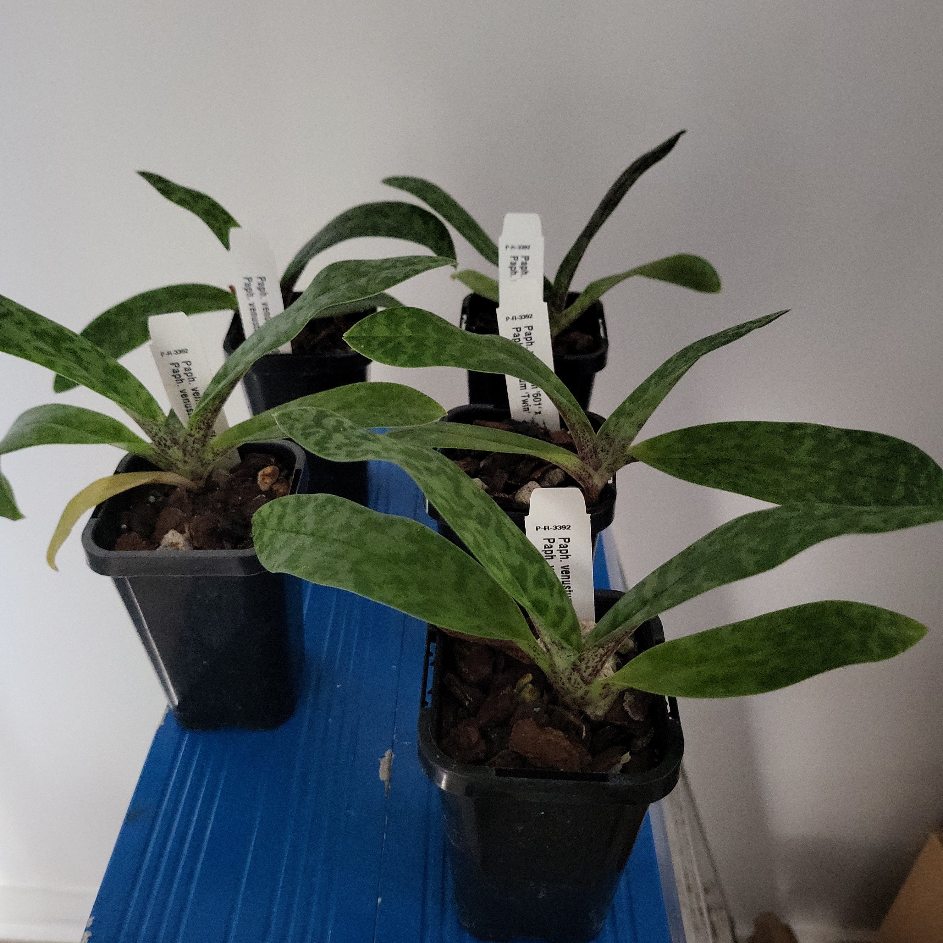Paph. Venustum '601' x Paph. Venustum 'Twin' Secondary image