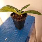 Paphiopedilum Venustum  Album