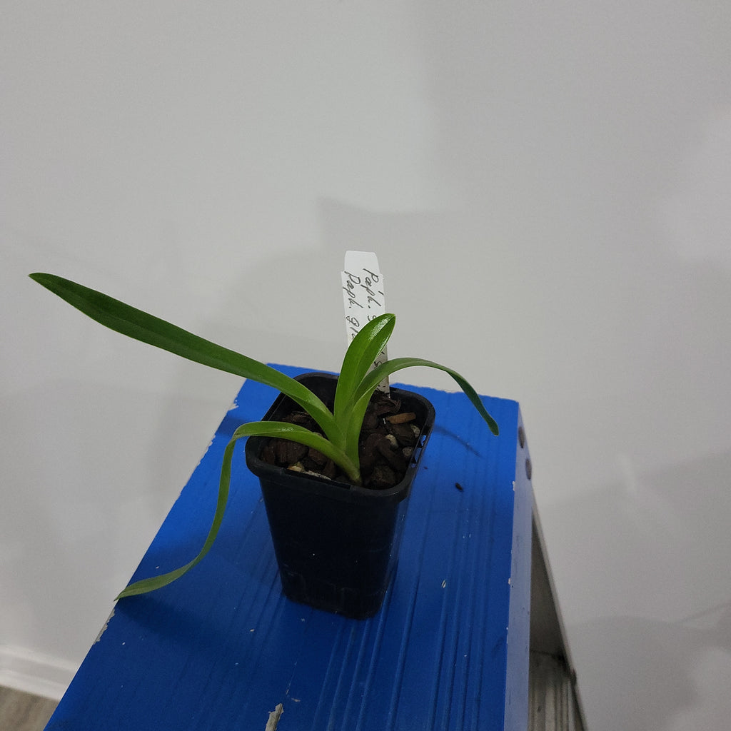 Paphiopedilum Glanduliferum X Paph. Saint Swithin