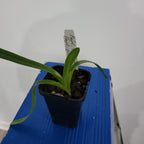 Paphiopedilum Glanduliferum X Paph. Saint Swithin