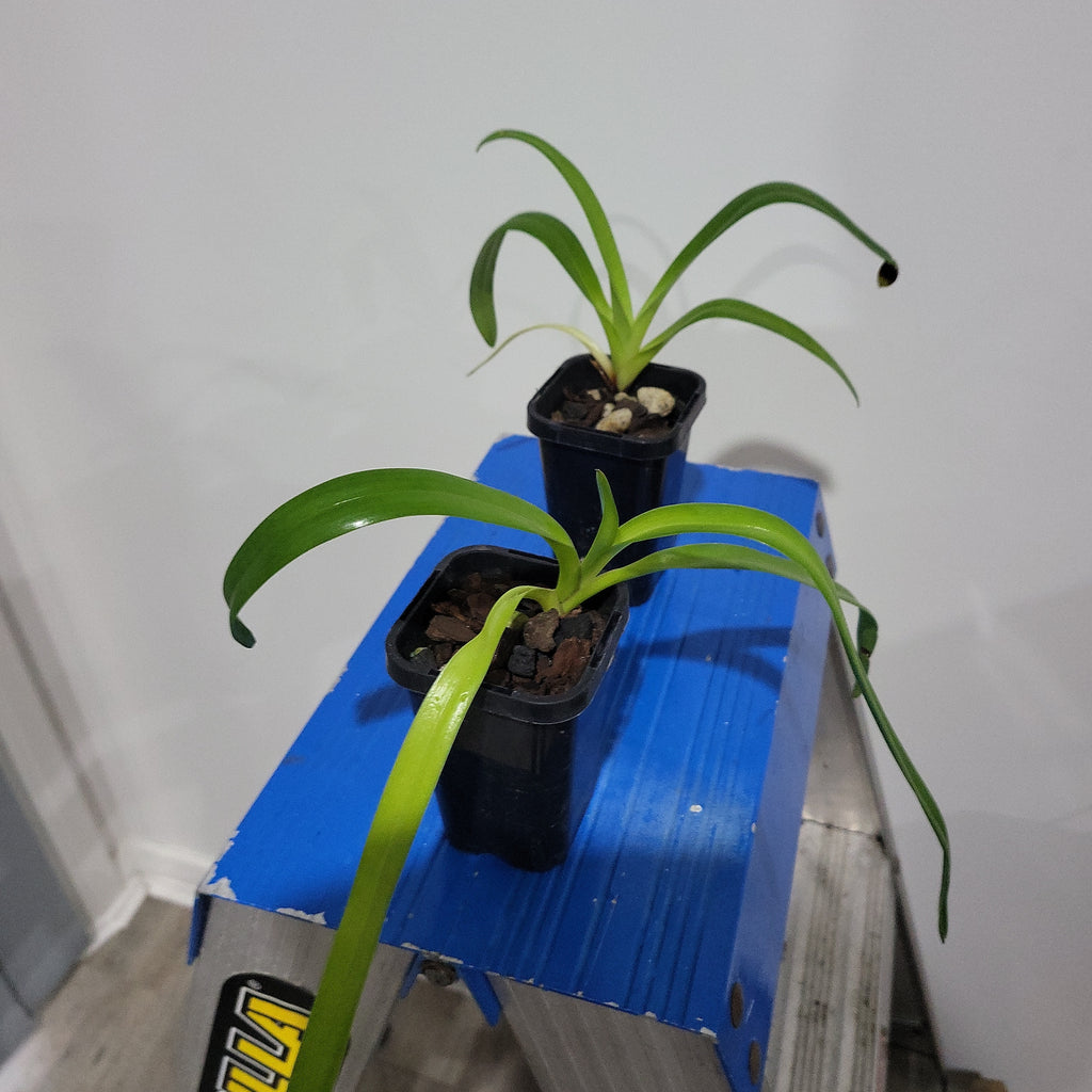 Paphiopedilum Moustache (Paphiopedilum Saint Swithin X Paph. Philippinense)