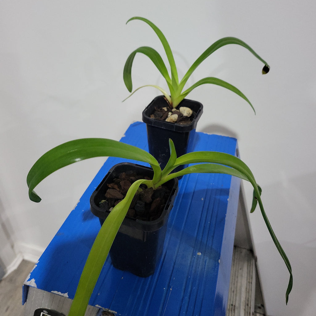 Paphiopedilum Moustache (Paphiopedilum Saint Swithin X Paph. Philippinense)