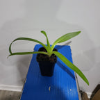 Paphiopedilum St. Swithin  X Paph. Sanderianum