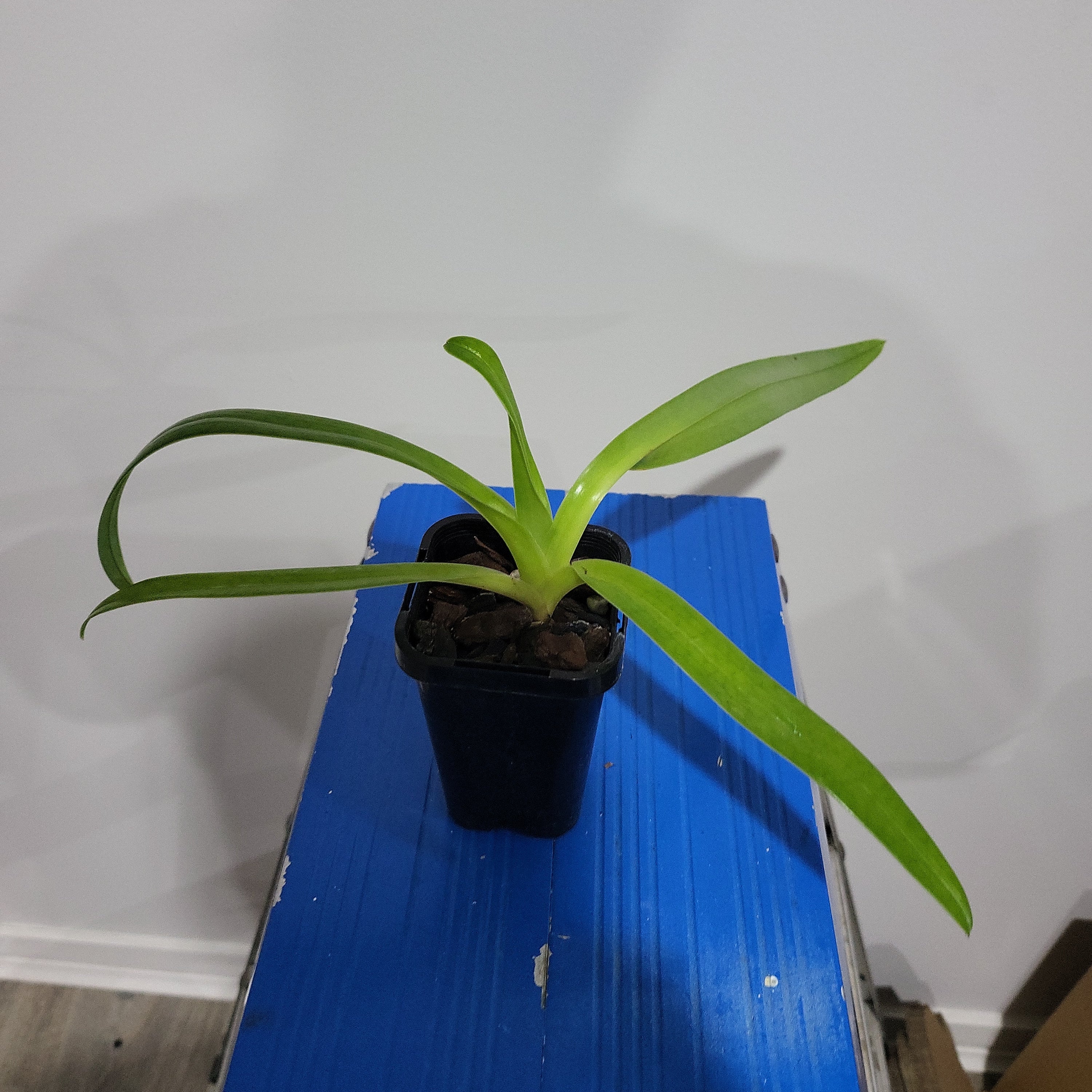 Paphiopedilum St. Swithin  X Paph. Sanderianum