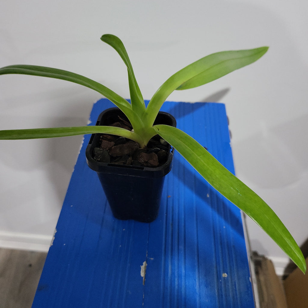 Paphiopedilum St. Swithin  X Paph. Sanderianum