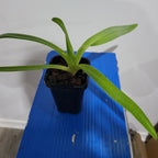 Paphiopedilum St. Swithin  X Paph. Sanderianum