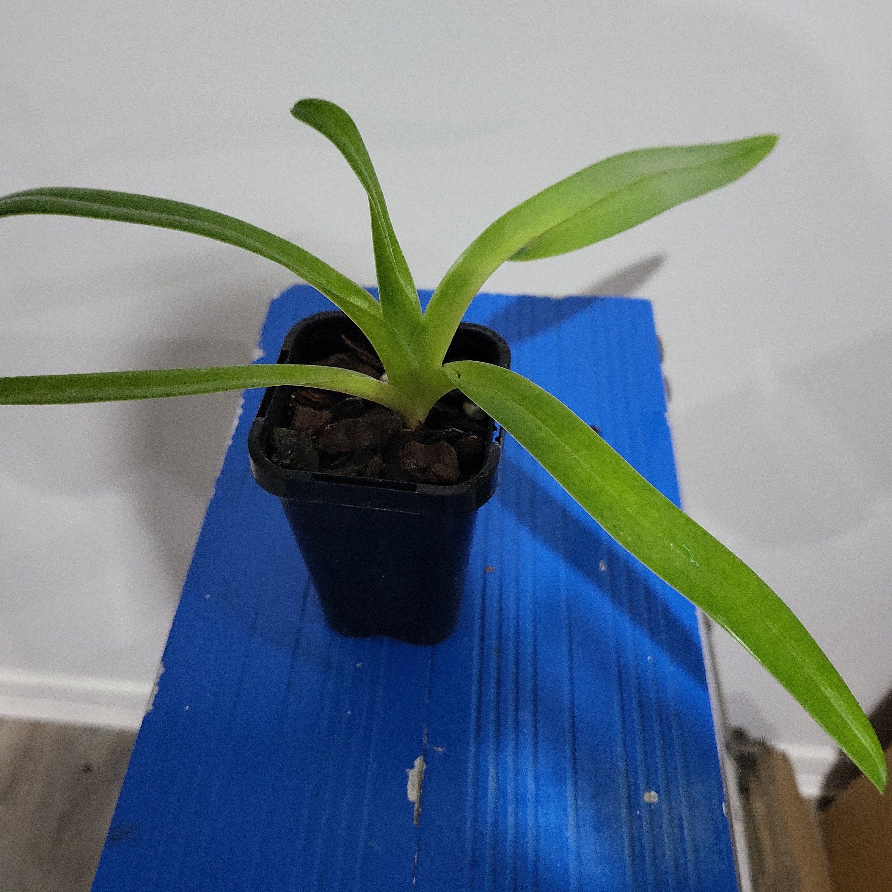 Paphiopedilum St. Swithin  X Paph. Sanderianum