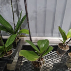 Phalaenopsis 'Gentle Eminence' - FLOWERING NOW!!! MERICLONED