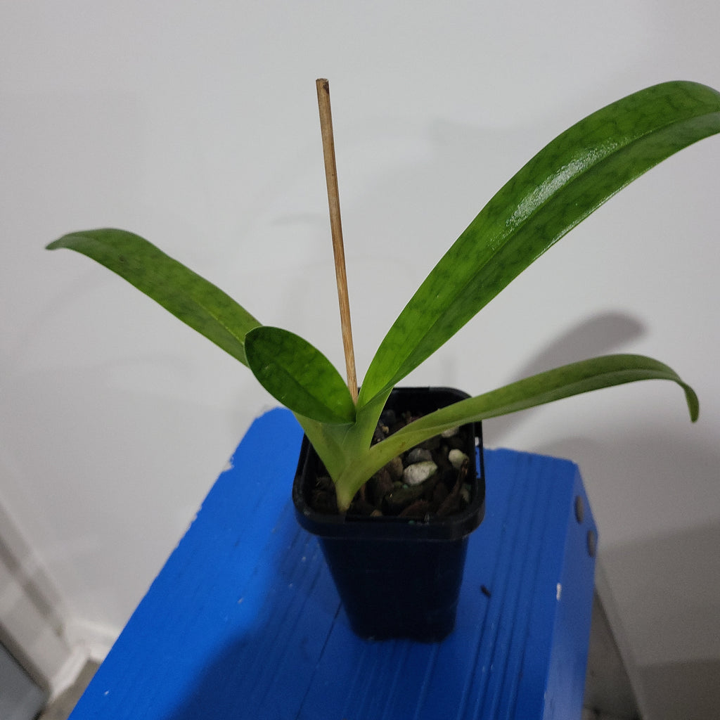 Paphiopedilum Pat Rowland X Paph. Philippinense Var. Album'2015'