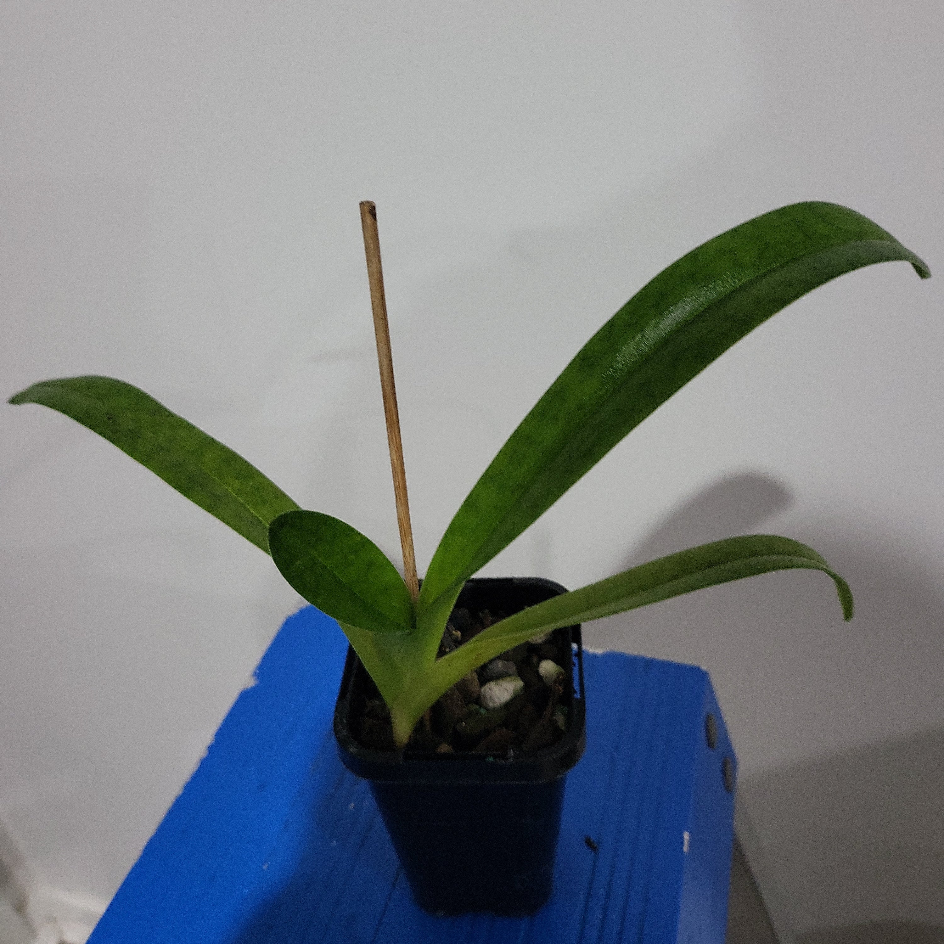 Paphiopedilum Pat Rowland X Paph. Philippinense Var. Album'2015'