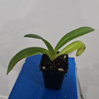 Paphioedilum Gigantifolium 'Cheng' X Paph. Anitum