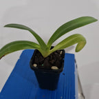 Paphioedilum Gigantifolium 'Cheng' X Paph. Anitum