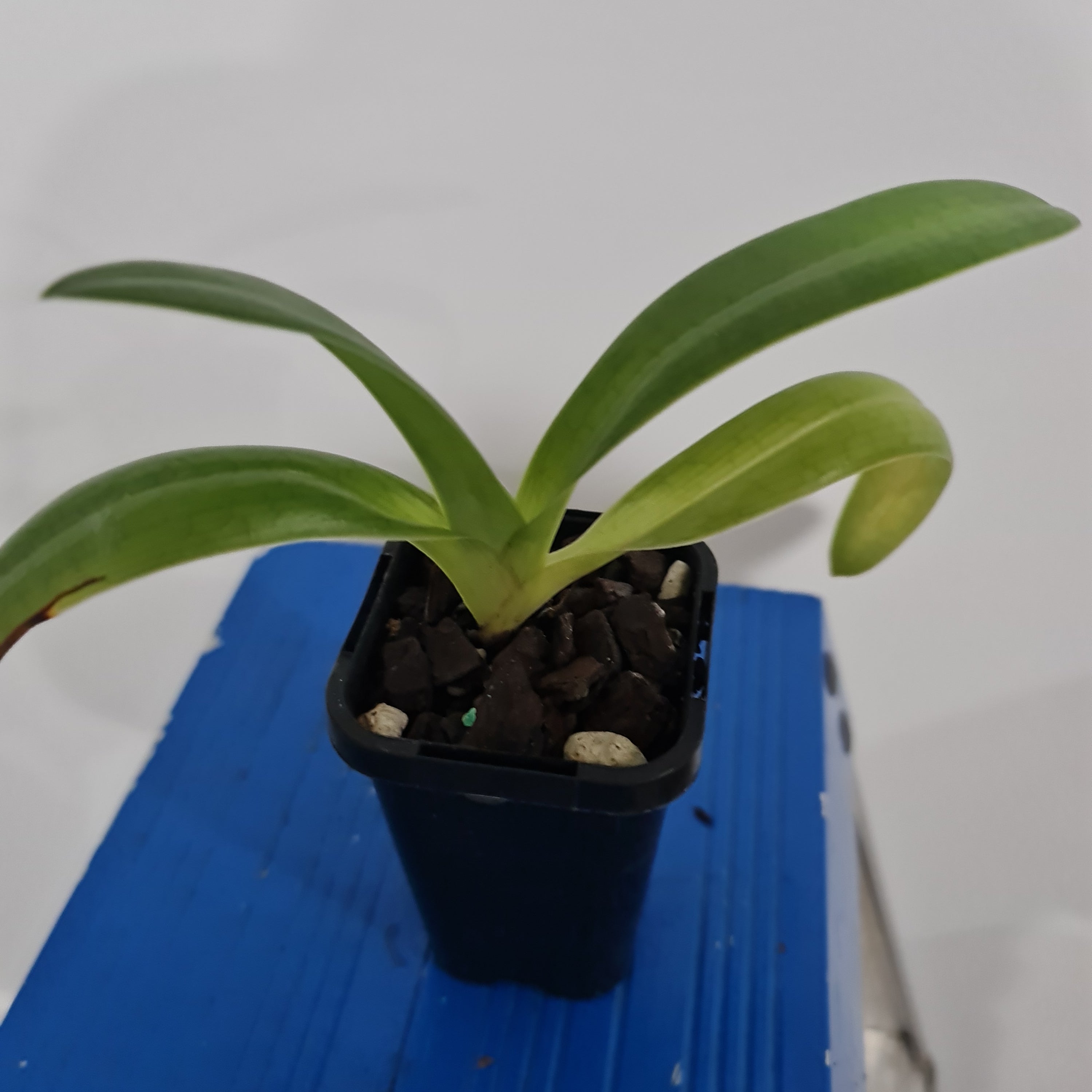 Paphioedilum Gigantifolium 'Cheng' X Paph. Anitum