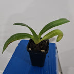 Paphioedilum Gigantifolium 'Cheng' X Paph. Anitum