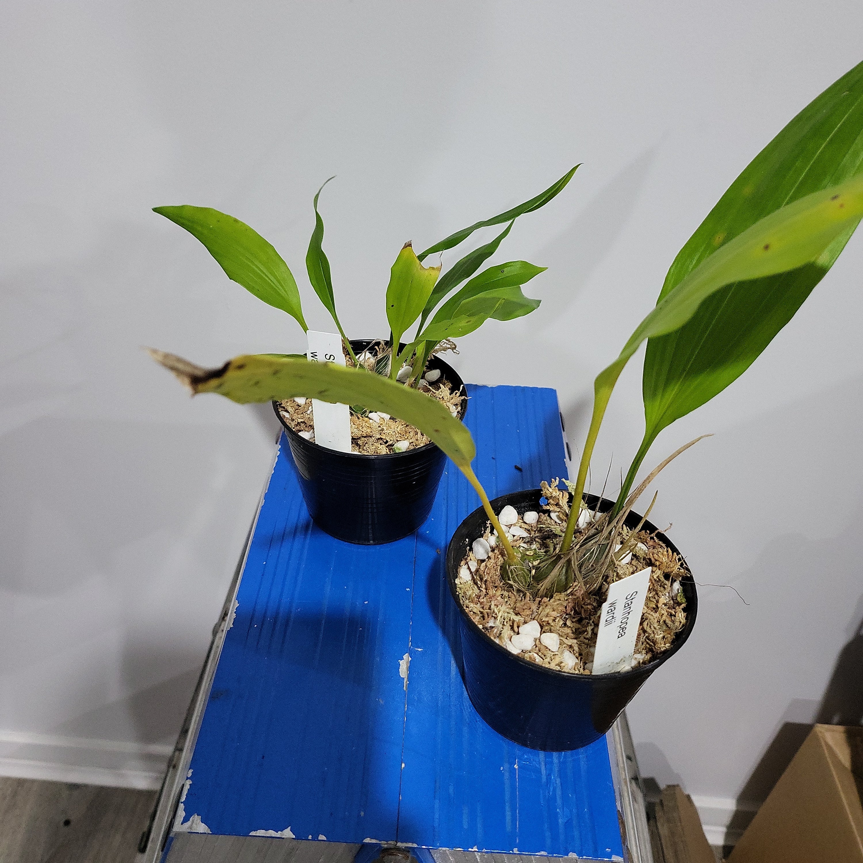 Stanhopea Wardii (Fragrant Species) Secondary image