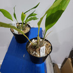 Stanhopea Wardii (Fragrant Species)