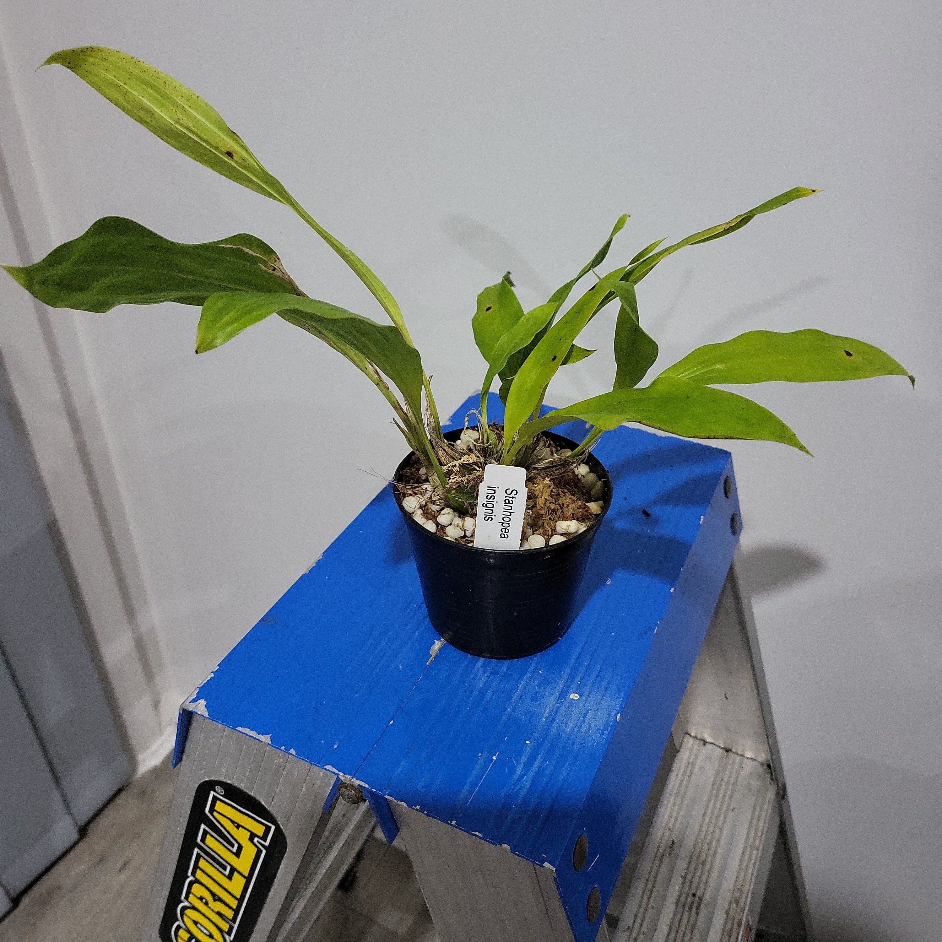 Stanhopea Insignis (Fragrant Species Brazil) Secondary image