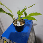 Stanhopea Insignis (Fragrant Species Brazil)