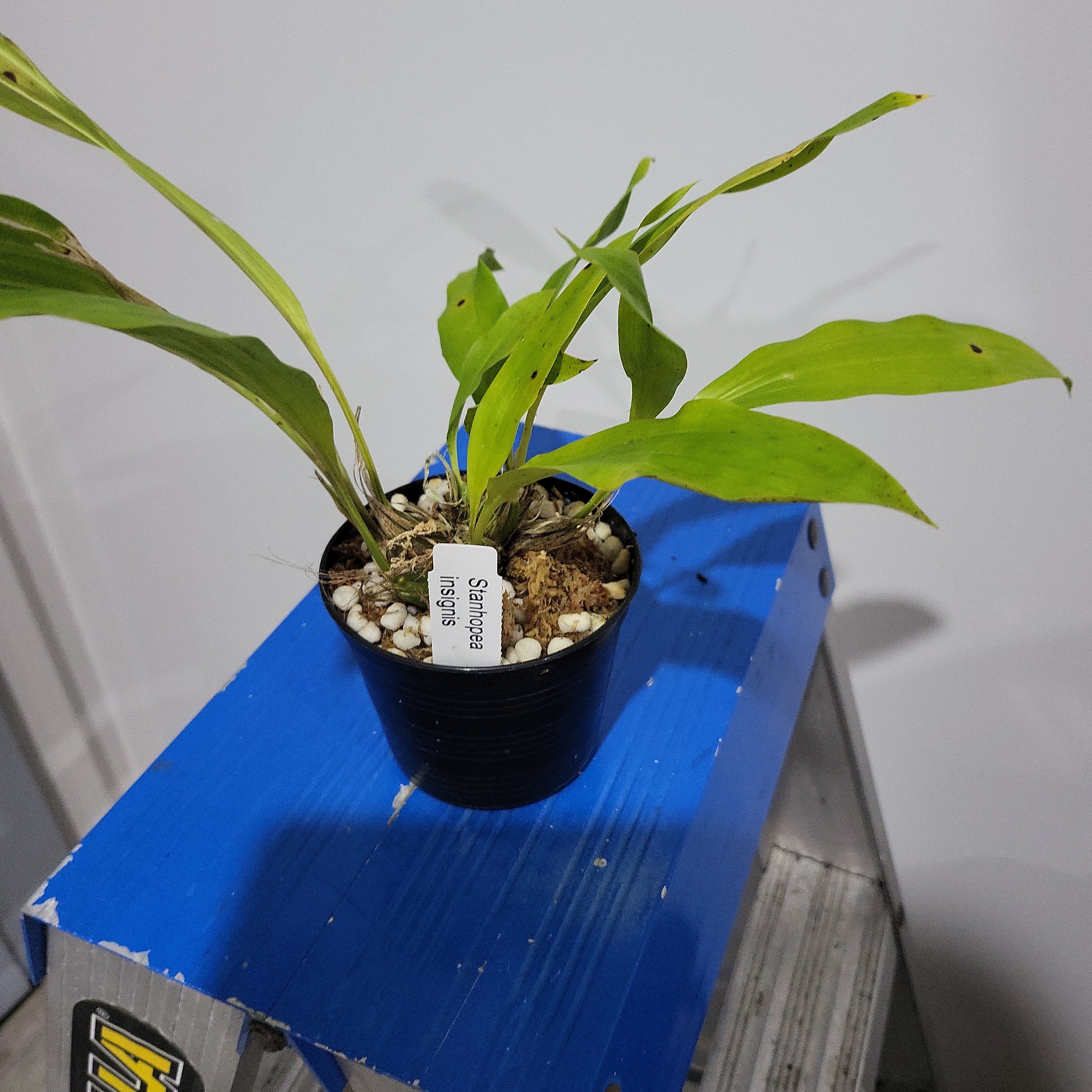 Stanhopea Insignis (Fragrant Species Brazil)