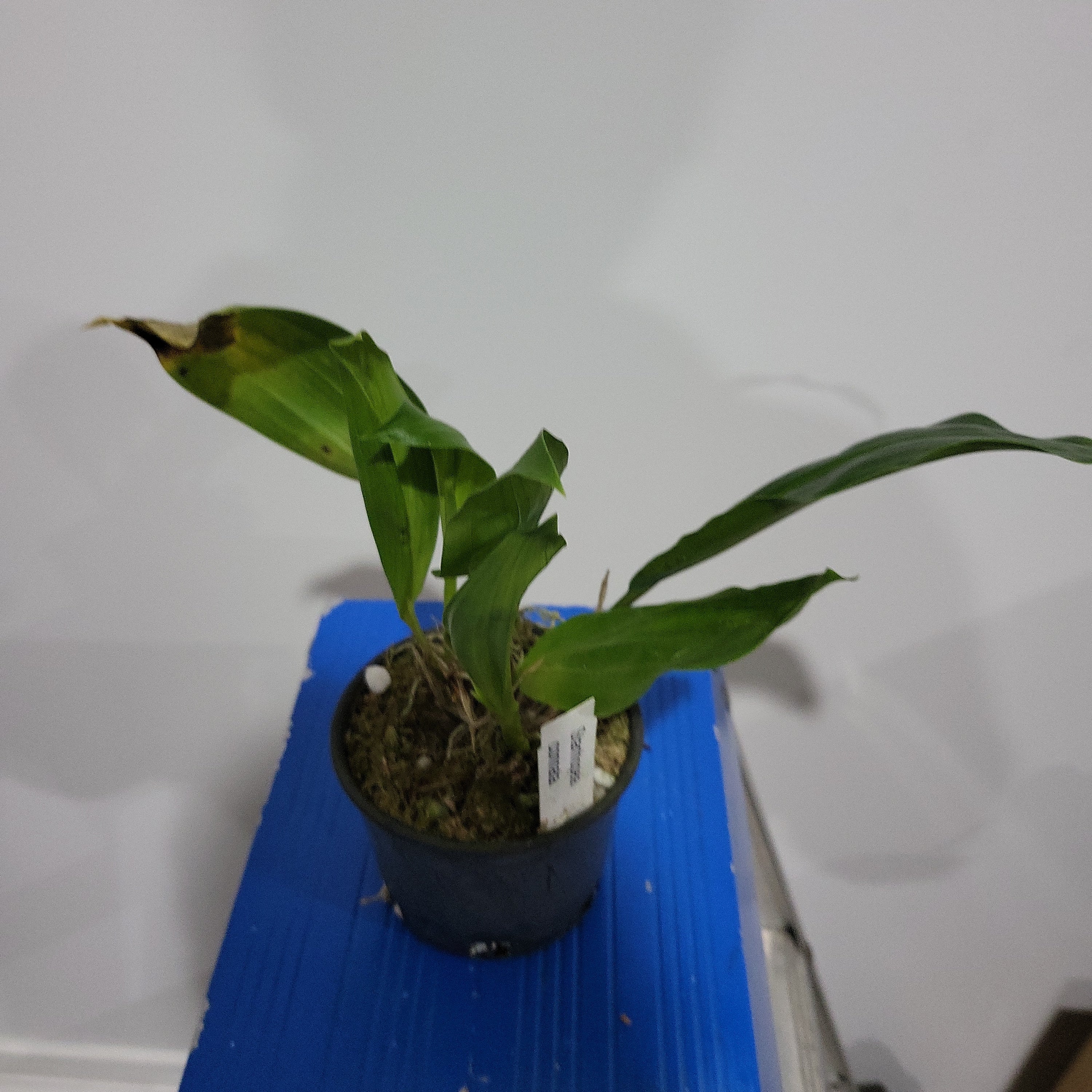 Stanhopea Connata (Fragrant Species) Secondary image