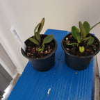 Pleurothallis Tuerckheimii