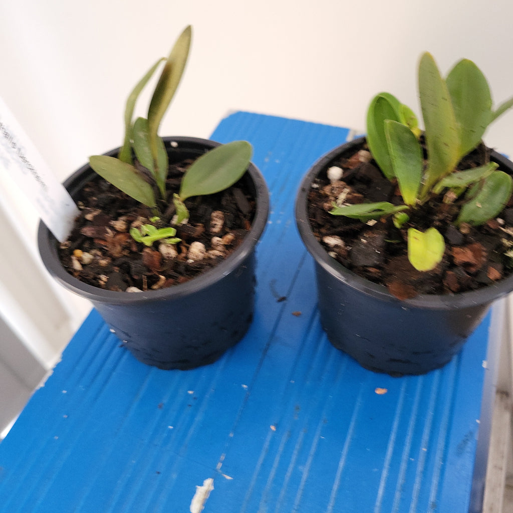 Pleurothallis Tuerckheimii