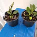 Pleurothallis Tuerckheimii