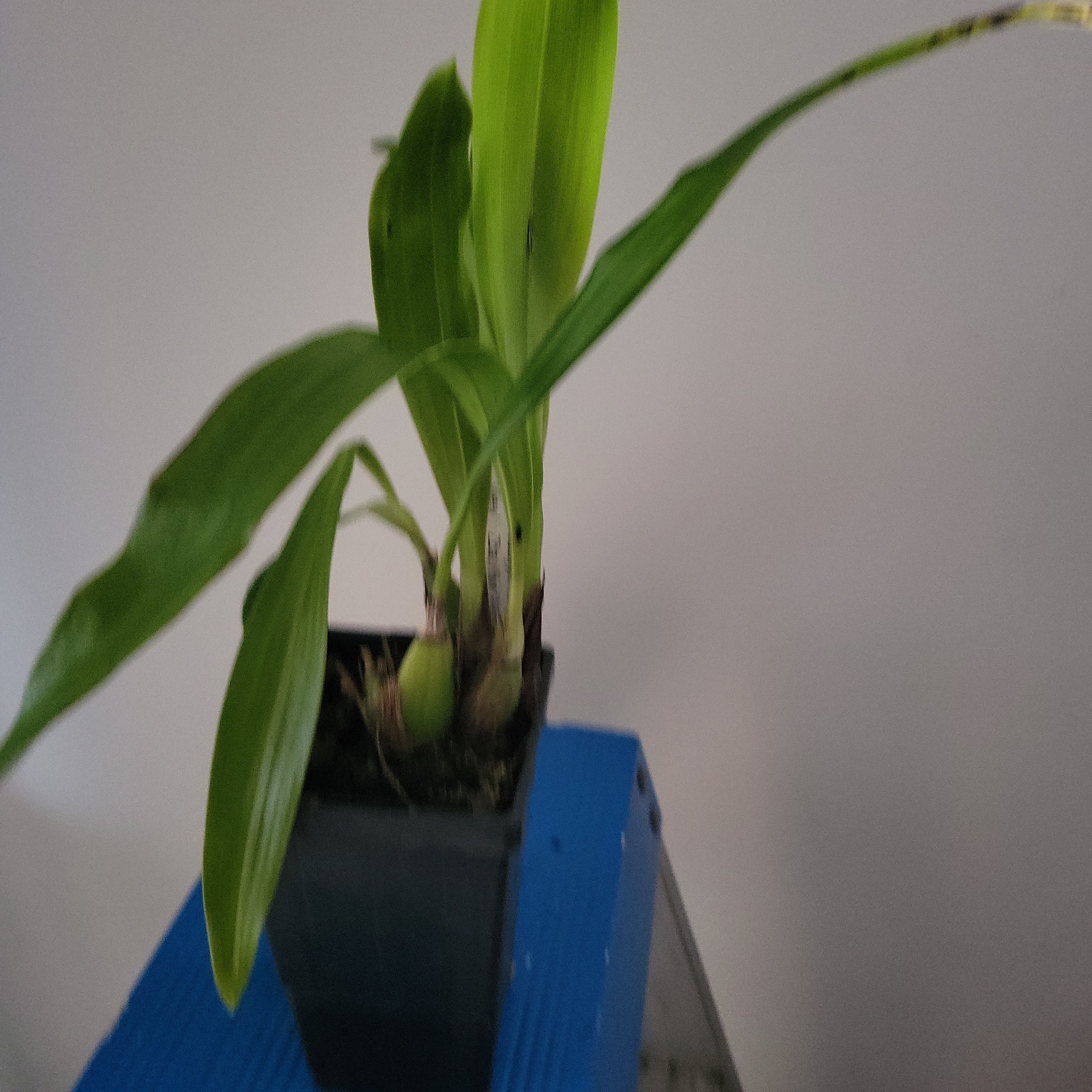 Zygopetalum Freestyle Meadows 'Mountain View' X Zygo Kiwi 'Aussie Stripes'