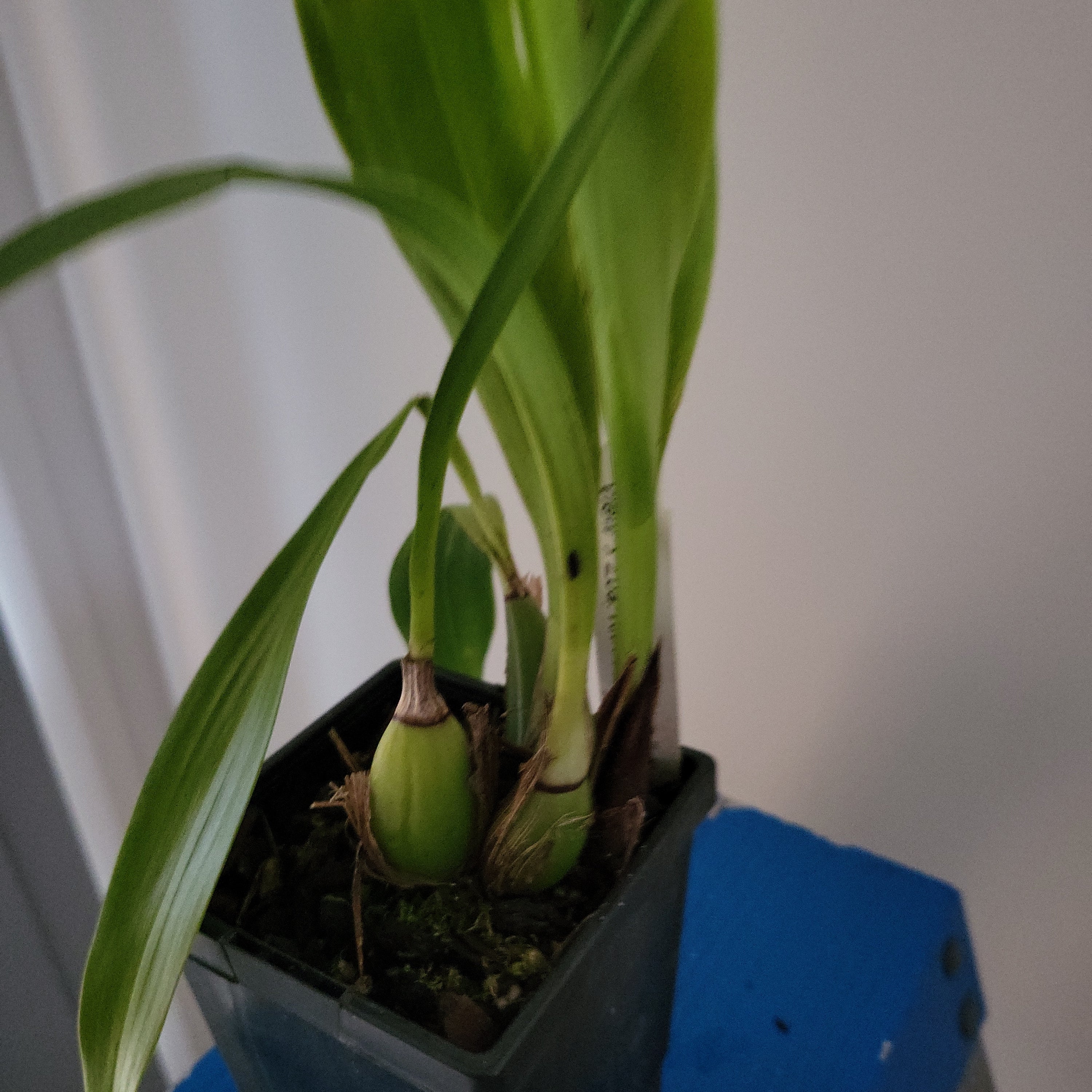 Zygopetalum Freestyle Meadows 'Mountain View' X Zygo Kiwi 'Aussie Stripes'