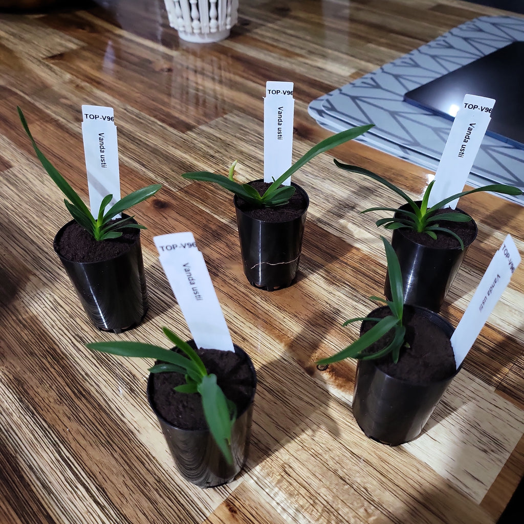 Vanda ustii (Species from Philippines)