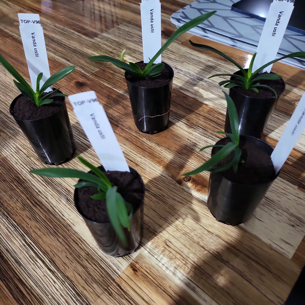Vanda ustii (Species from Philippines)