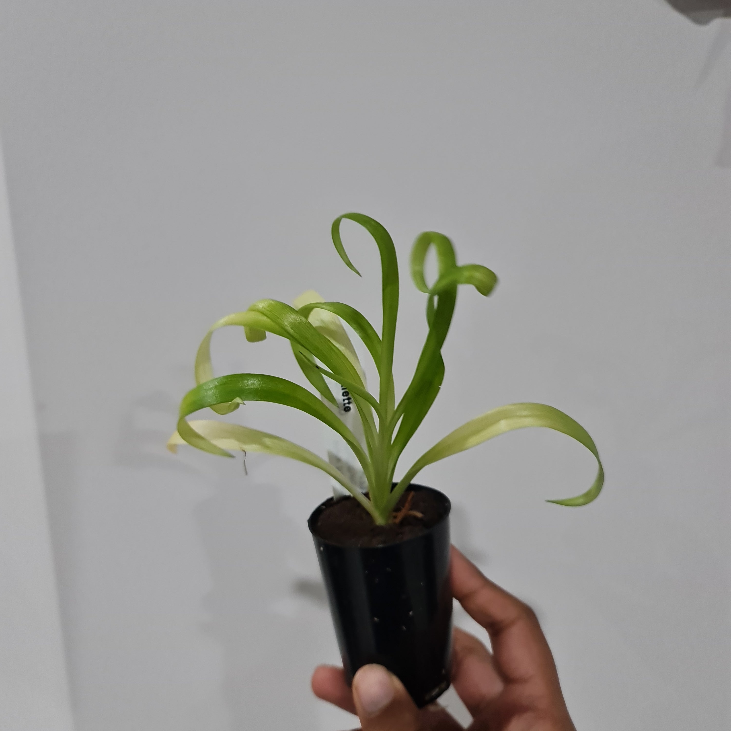 Disa Riette (South African Species) Secondary image